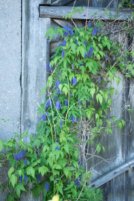 Macropetala Lagoon Clematis Vine