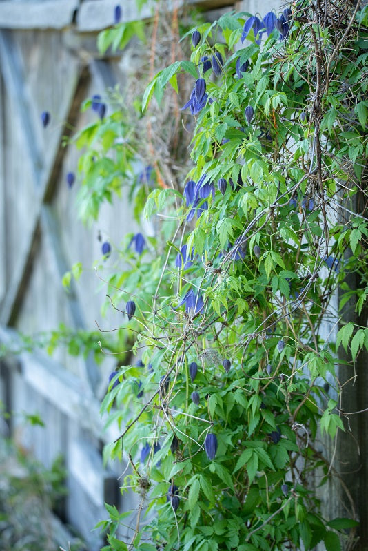 Macropetala Lagoon Clematis Vine
