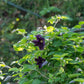 Romantica Clematis Vine