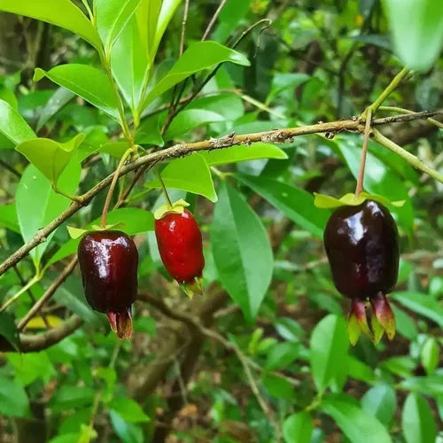 Eugenia Plants