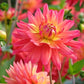 Rainbow Silence Dahlia