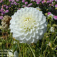 Petra’s Wedding Dahlia