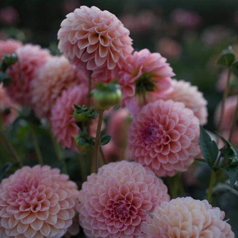 Linda’s Baby Dahlia