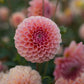 Linda’s Baby Dahlia