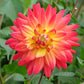 Rainbow Silence Dahlia