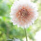 Café au Lait Dahlia