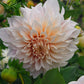 Café au Lait Dahlia