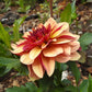 Crème de Cognac Dahlia