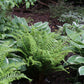 Dryopteris Cristata ‘The King’ Shield Fern