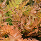 Dryopteris Erythrosora ‘Brilliance’ Autumn Fern