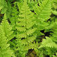 سرخس الخشب الجلدي Dryopteris Marginalis