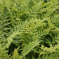 سرخس الخشب الجلدي Dryopteris Marginalis