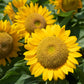 Dwarf Sunspot Sunflower Seeds online shopping