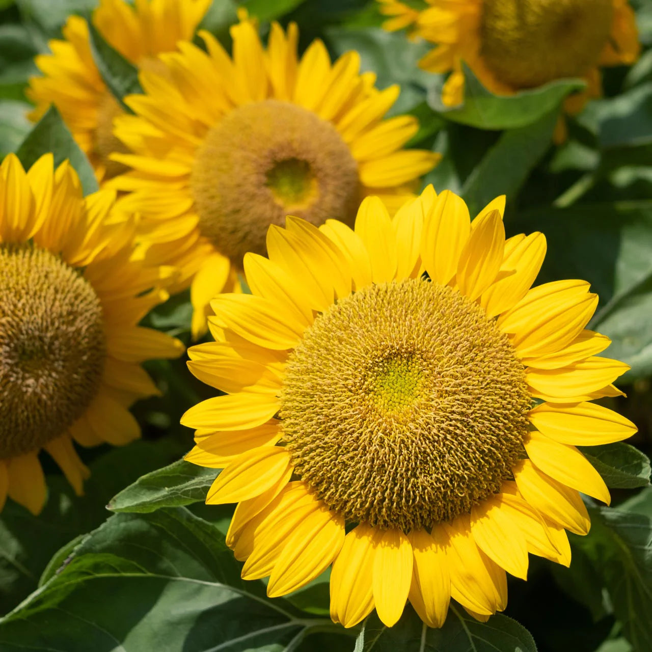 Dwarf Sunspot Sunflower Seeds online shopping