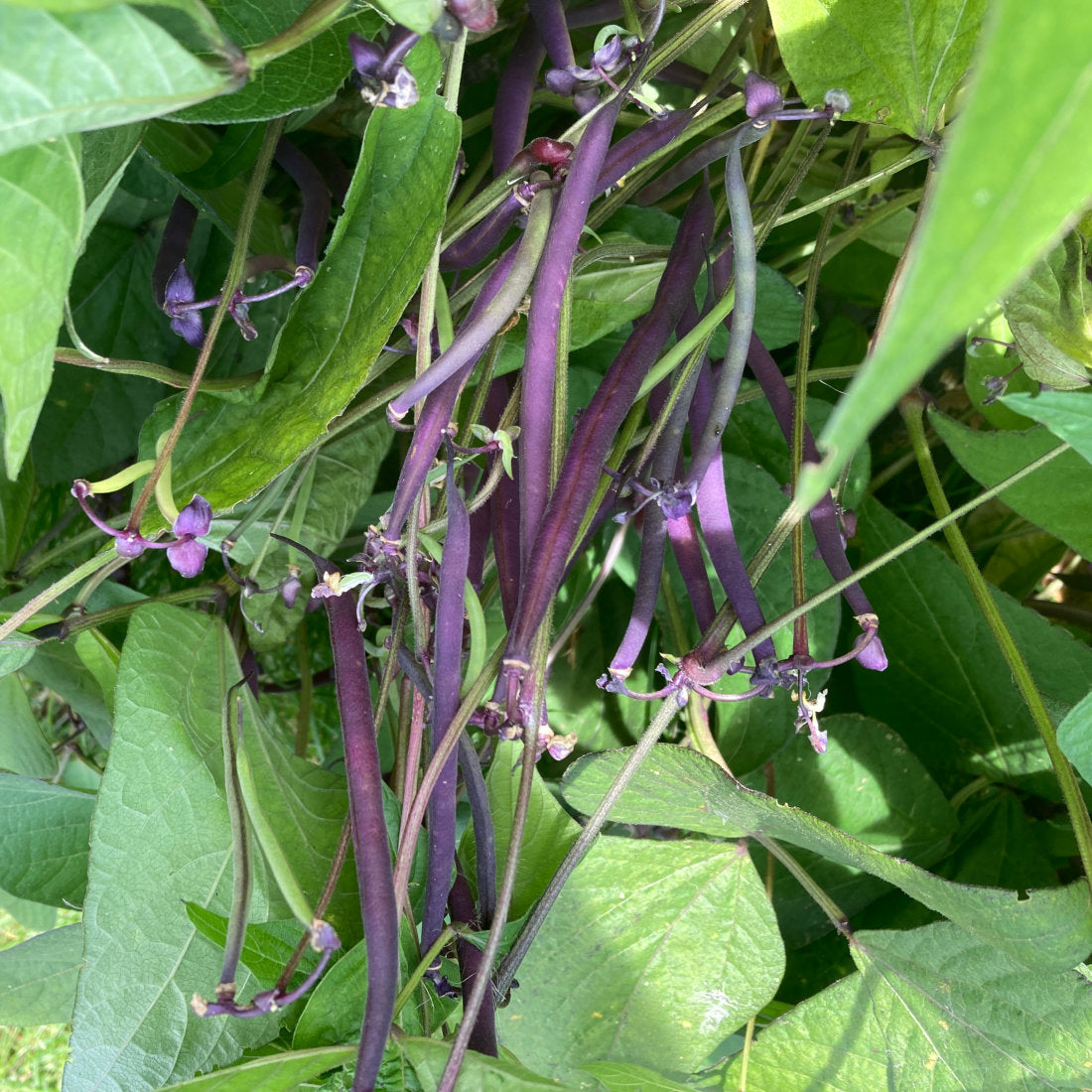 Celine Organic Bush Bean Seeds online shopping
