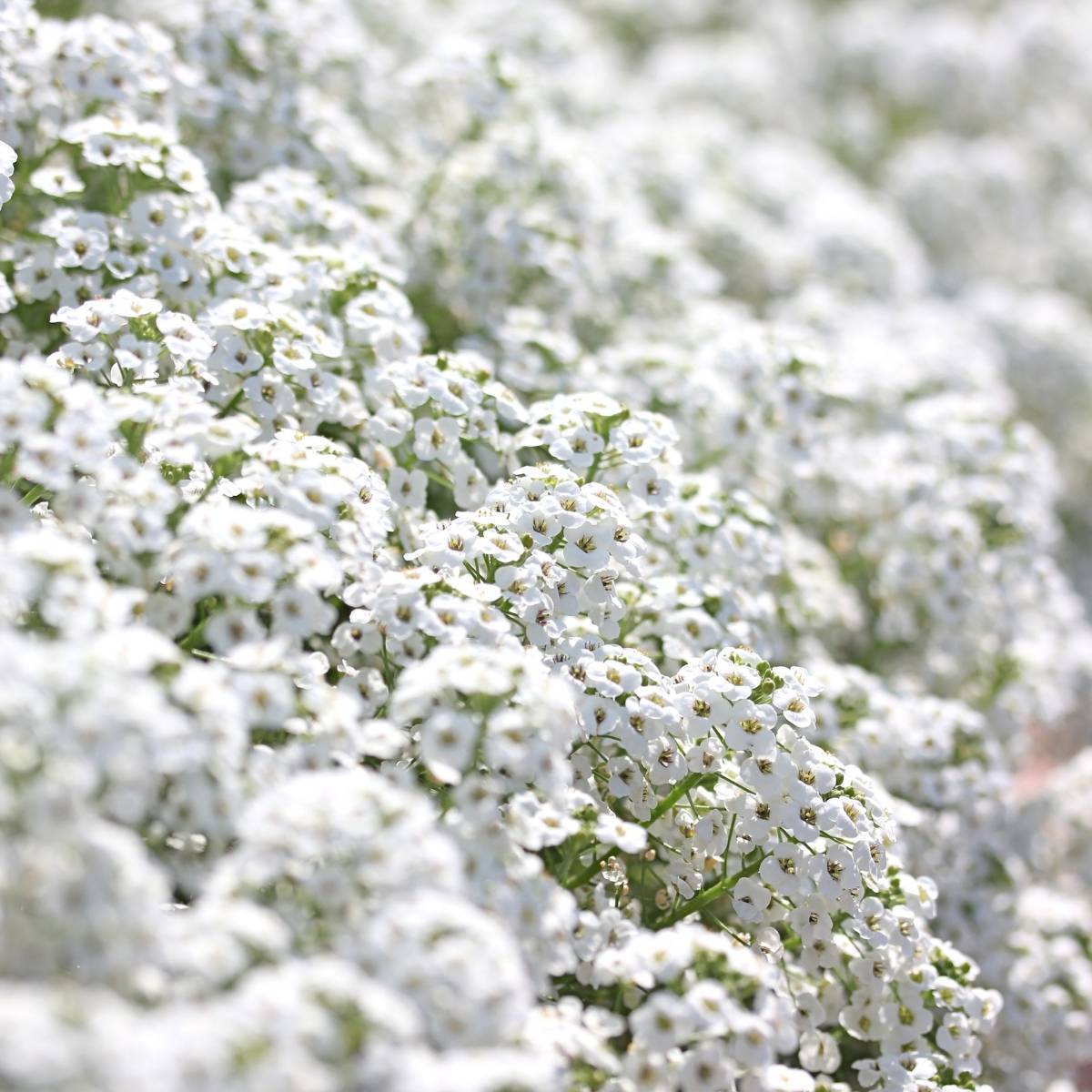 Snow Cloth Alyssum Seeds online shopping