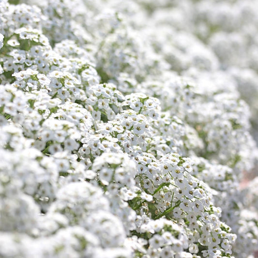 Snow Cloth Alyssum Seeds online shopping