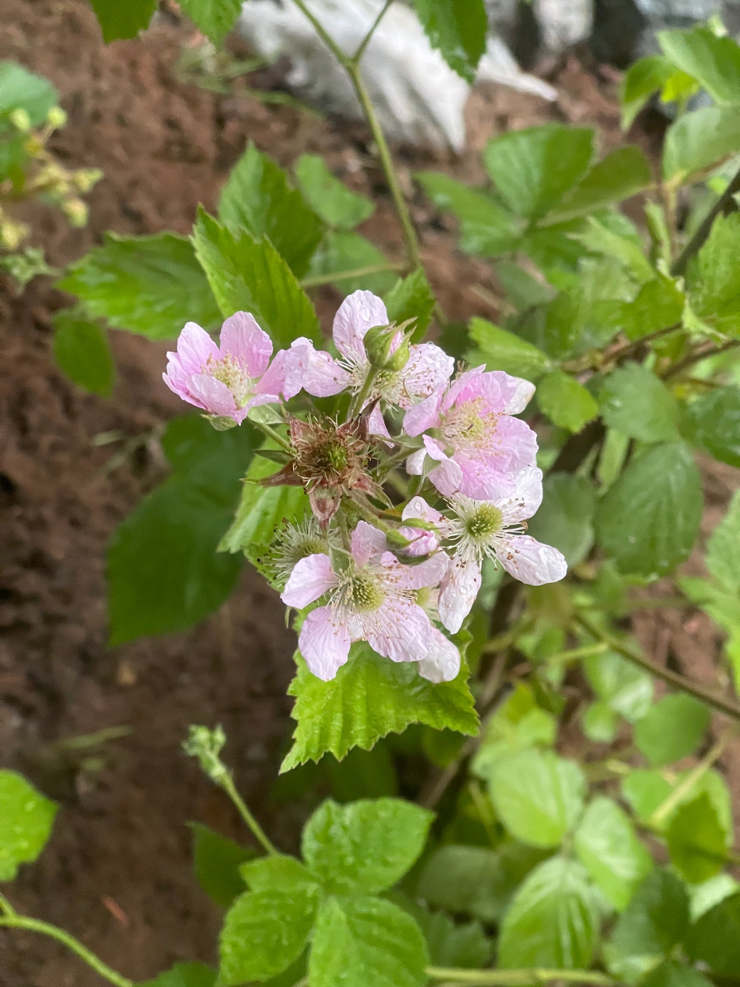 Rubus ‘Black Satin’ Blackberry