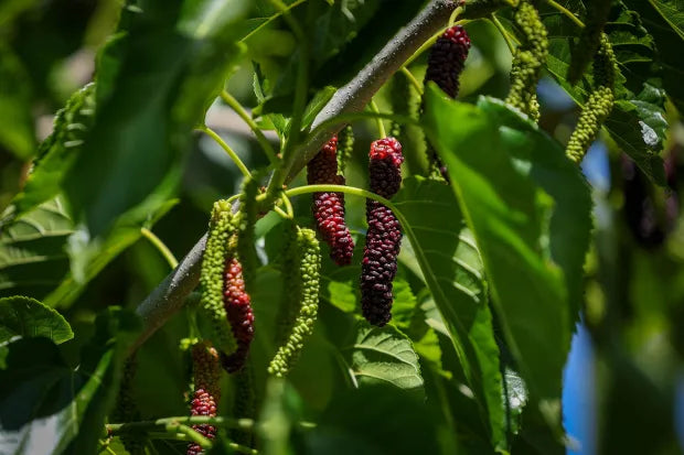 Mulberry Tree - Mûrier