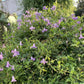 Viticella Betty Corning Clematis Vine