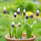 Grape Ice Muscari Bulbs