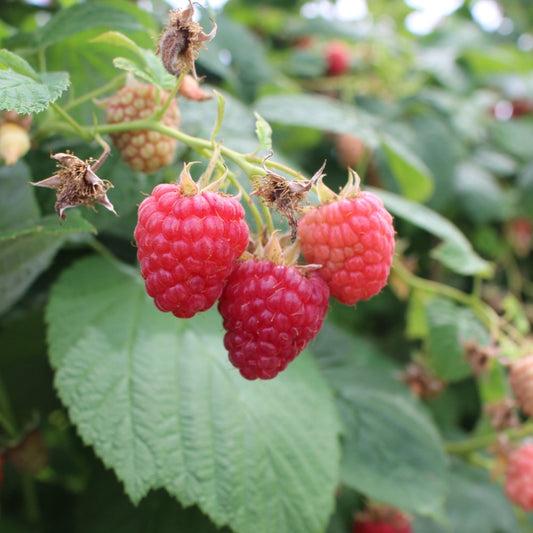 Rubus ‘Encore’ Everbearing Raspberry