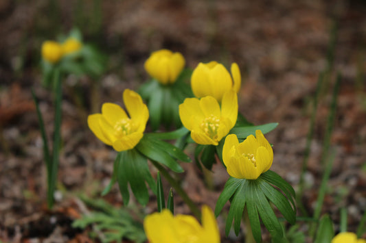 Eranthis Cilicica Bulbs