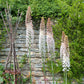 Pink Eremurus Foxtail Lily Tubers