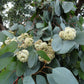 Red Box Polyanthemos Eucalyptus Seeds online shopping