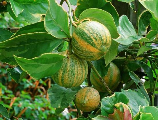 Citrus Trees - Arbres d'Agrumes