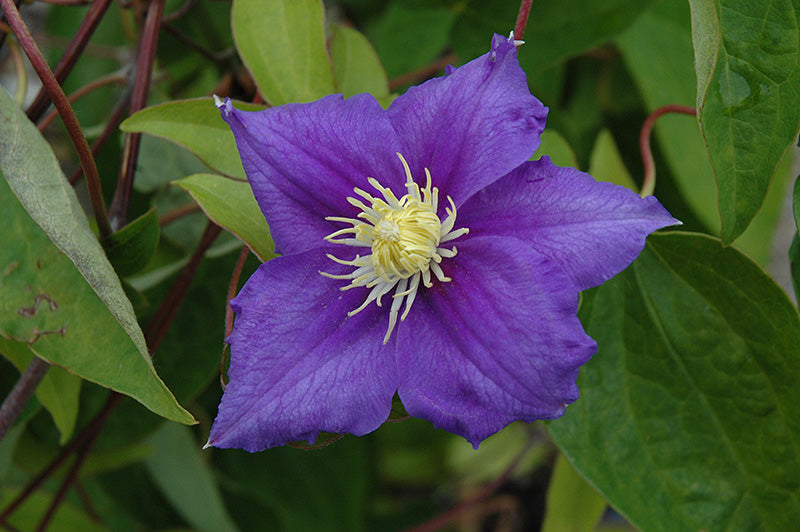 Will Goodwin Clematis Vine