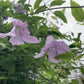 Viticella Betty Corning Clematis Vine