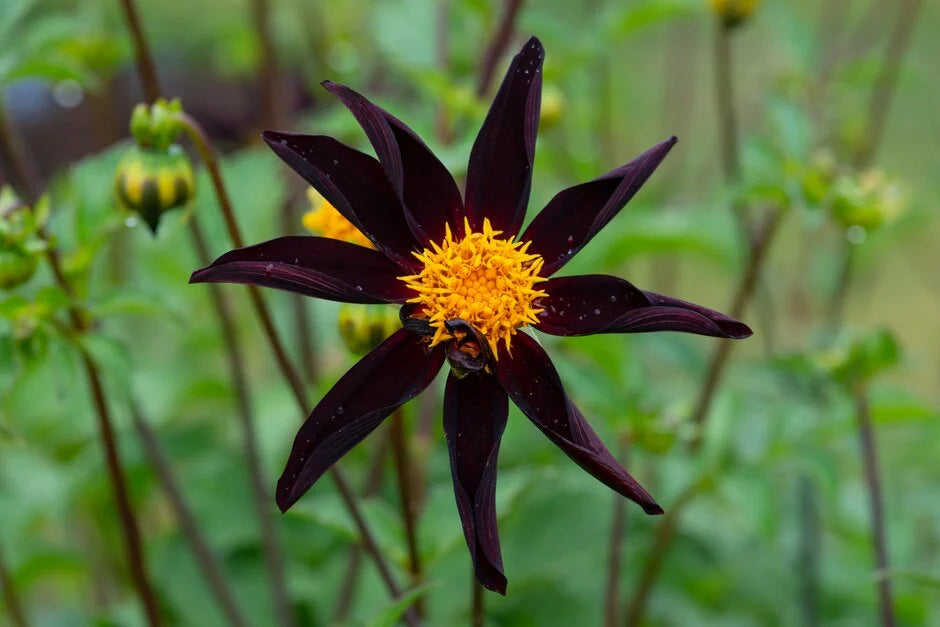 Verrone's Obsidian Dahlia Tubers. Spring Bulbs for Cut Flowers.