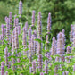 Licorice Mint Seeds online shopping