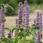 Licorice Mint Seeds online shopping