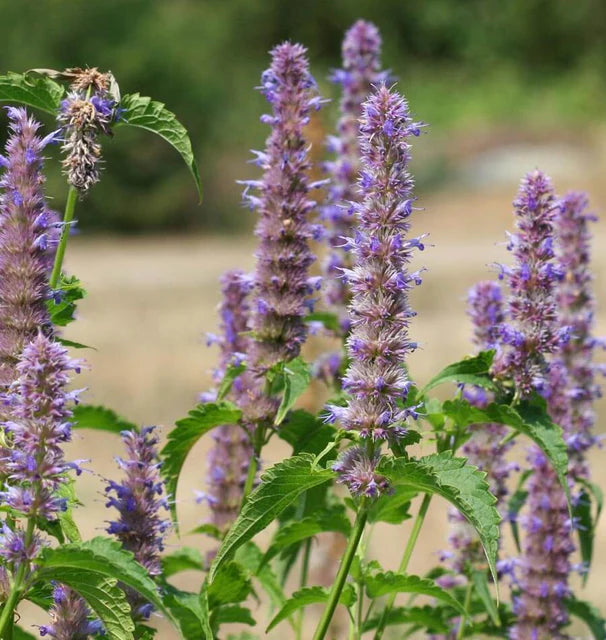 Licorice Mint Seeds online shopping