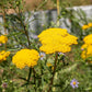 Yarrow Achillea Seeds online shopping