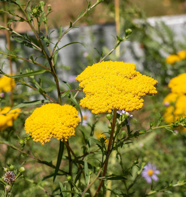 Yarrow Achillea Seeds online shopping