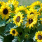 Suntastic Sunflower Seeds online shopping