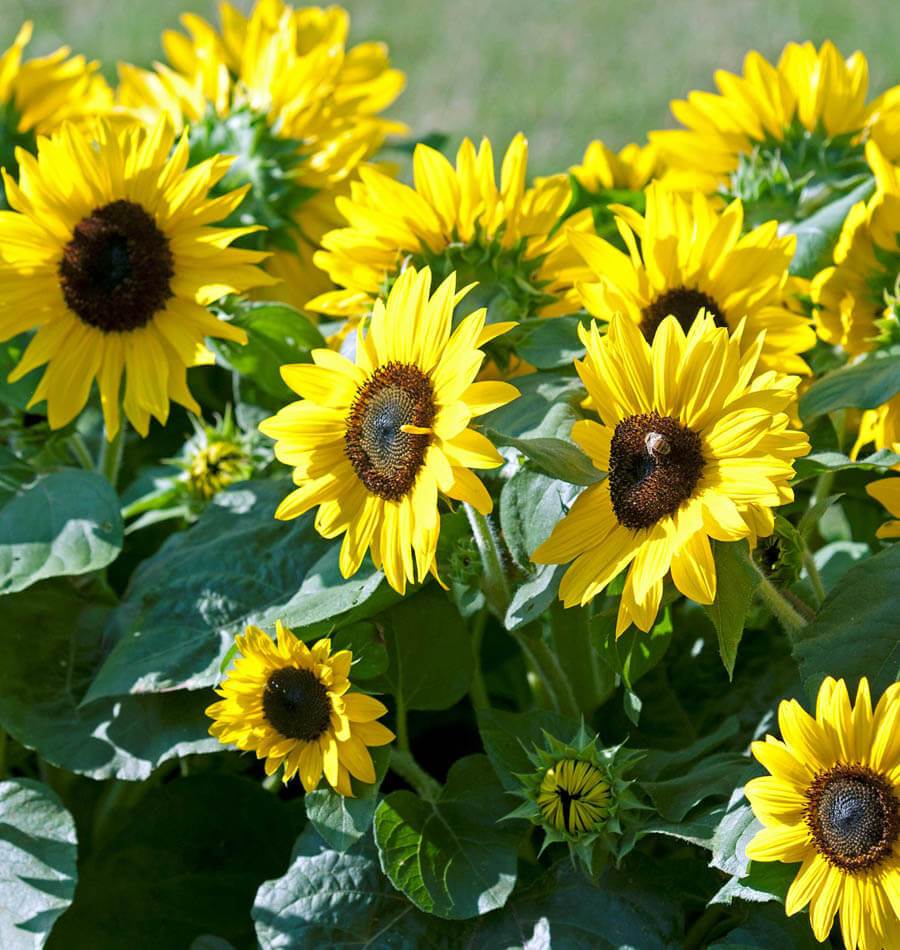 Suntastic Sunflower Seeds online shopping