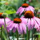 Purple Coneflowers Echinacea Seeds online shopping