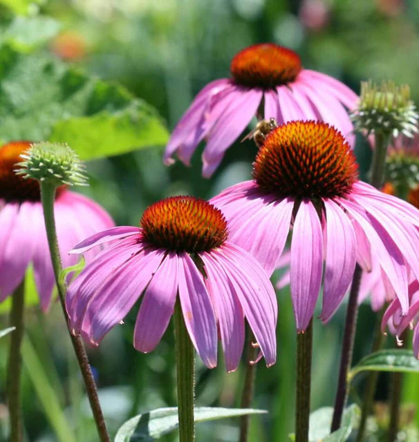 Purple Coneflowers Echinacea Seeds online shopping