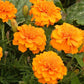 Brocade Marigold Seeds online shopping
