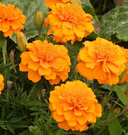 Brocade Marigold Seeds online shopping