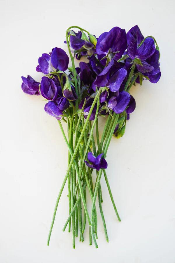 Royal Family Mid-Blue Sweet Pea Seeds online shopping