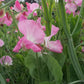 Royal Family Rose-Pink Sweet Pea Seeds online shopping