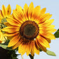 Solar Power Sunflower Seeds online shopping