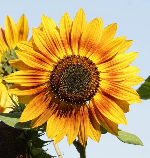 Solar Power Sunflower Seeds online shopping