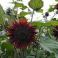 Moulin Rouge Sunflower Seeds online shopping