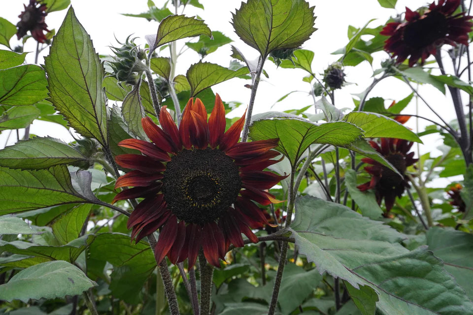 Moulin Rouge Sunflower Seeds online shopping